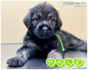 F2B Hypoallergenic Labradoodle Pups- CKC Registered