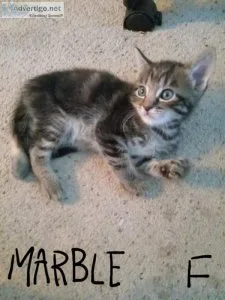 Kittens and&hellip A Harry Potter (Harry Catter) kittens 6 weeks