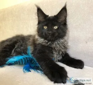 Maine Coon kittens ready