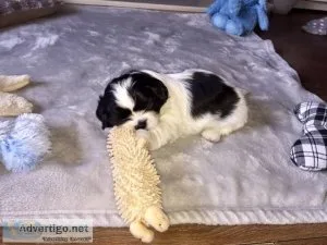 100 sure shih tzu puppies 100 sure shih tzu puppies