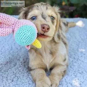 Mini Dachshund Puppies Near Me