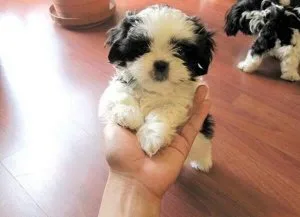 Shih Tzu Puppies