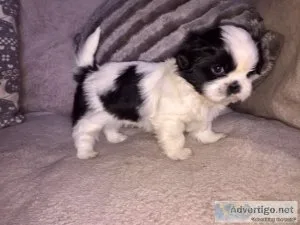 HEYMALE AND FEMALE SHIH TZU PUPPIES AVAILABLE
