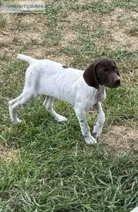 German Shorthair Pointer Pups