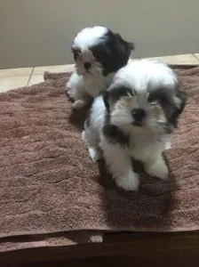 TOP quality shih tzu Puppies