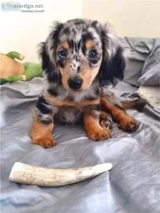 Dachshund Puppies For A Good Home