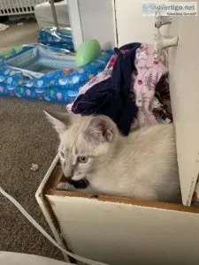 Rehoming a kitten