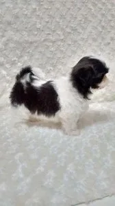 Adept shih tzu For