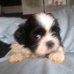 Wonderful Shih Tzu Puppies ready