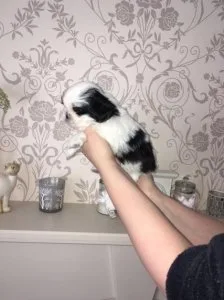 Very Cute Shih Tzu Puppies