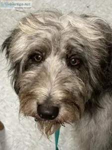 Aussiedoddle Female for Rehoming