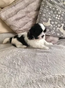 Adorable shih tsuh Puppies available for X-mass and New year