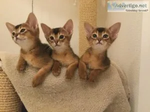 purebred Abyssinian