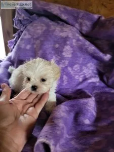 Malt t tzu pups