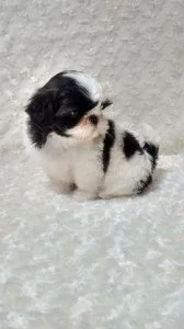Lovely male and female Shih Tzu puppies for Re-homing