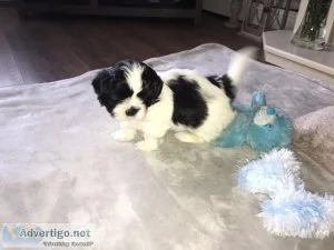 Beautiful Baby Shih Tzu Puppies for good home
