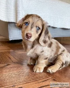 Male And Female Dachshund Puppies