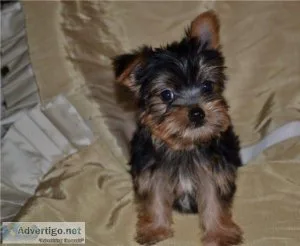 AKC Reg. Yorkie Puppies