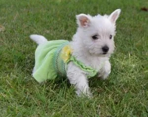 Adorable West Highland White Terrier