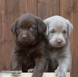 Labrador Retriever Puppies