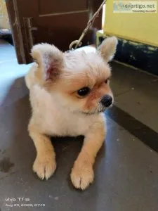 Mini Pomeranian For Sale Female 8 Months Puppy Very Active Puppy