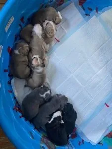 Adorable bulldog puppies for sale