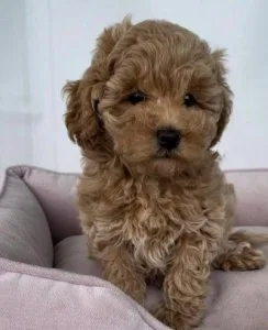 Adorable maltipoo puppies