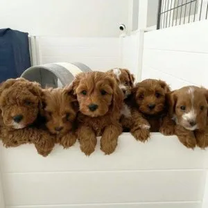 Cavapoo Puppies for Sale