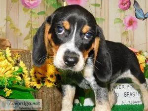 Chicago Beagle Babies. Great with KIDS.