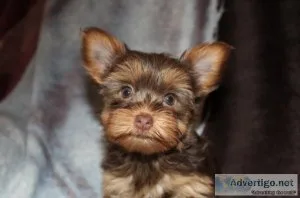 CKC Chocolate Yorkshire Terrier Female Puppies - Ready Soon