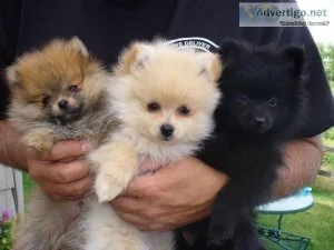 AKC POMERANIAN PUPPIES FOR SALE