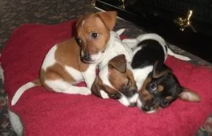 Jack Russell Terrier puppies