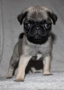 Pug Puppies