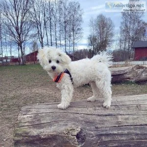 Maltese puppies are very friendly and playful when they are givi