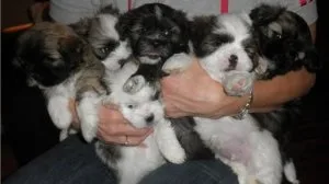 AKC Lhasa Apso Puppies
