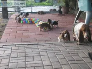 Bassethound puppies available