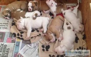 English bulldog puppies