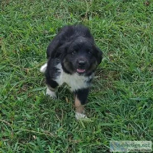 Mini Australian Shepherd Daisy