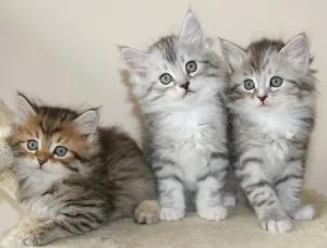Siberian kittens female and male
