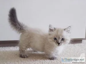 Munchkin kittens