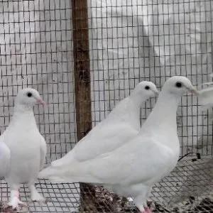 White homing pigeons