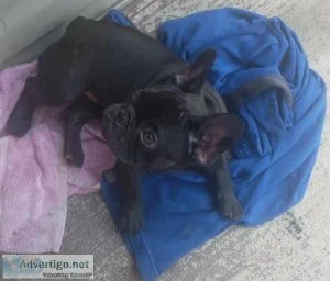 Female French Bulldog Puppy