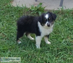 Mini Australian Shepherd Daisy