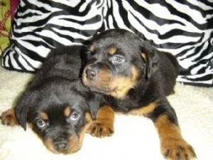 AKC ROTTWEILER PUPPIES FOR SALE