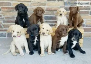 Labrador Retriever puppies