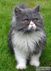 Best Persian cat price Noida