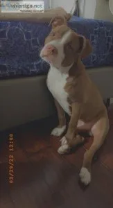 11 months old very sweet loves to play