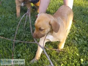 Dutch Shepherd lab puppies for sale