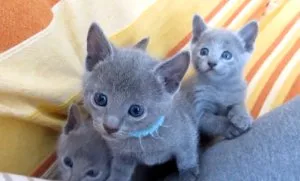 Russian Blue Kittens