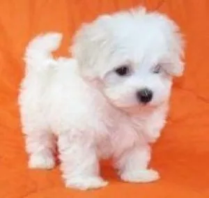 Lovely Teacup Maltese puppies Available